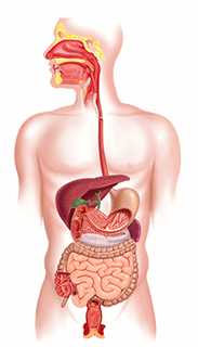 Digestive Disorder Relief in Edwardsville, Illinois